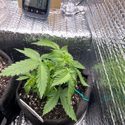 Alaskan Diesel Auto growlog timeline photo