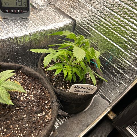 Alaskan Diesel Auto growlog timeline photo
