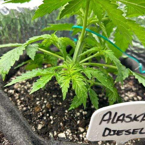 Alaskan Diesel Auto growlog timeline photo