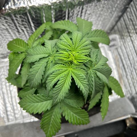 Alaskan Diesel Auto growlog timeline photo
