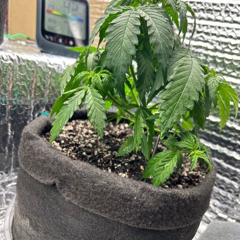 Alaskan Diesel Auto growlog timeline photo