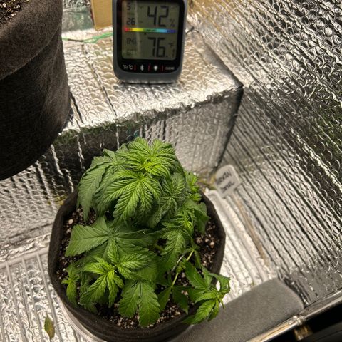 Alaskan Diesel Auto growlog timeline photo