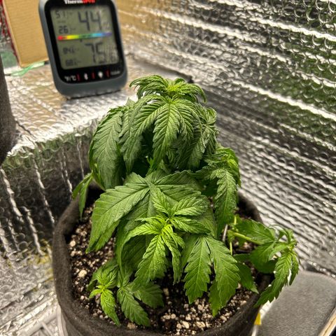 Alaskan Diesel Auto growlog timeline photo