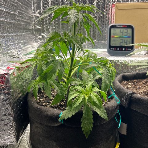 Alaskan Diesel Auto growlog timeline photo