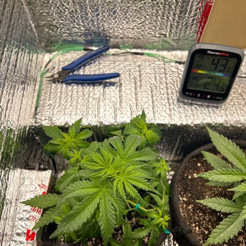 Alaskan Diesel Auto growlog timeline photo