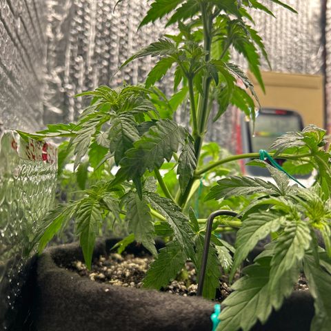 Alaskan Diesel Auto growlog timeline photo