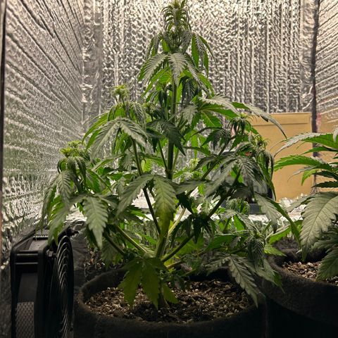 Alaskan Diesel Auto growlog timeline photo