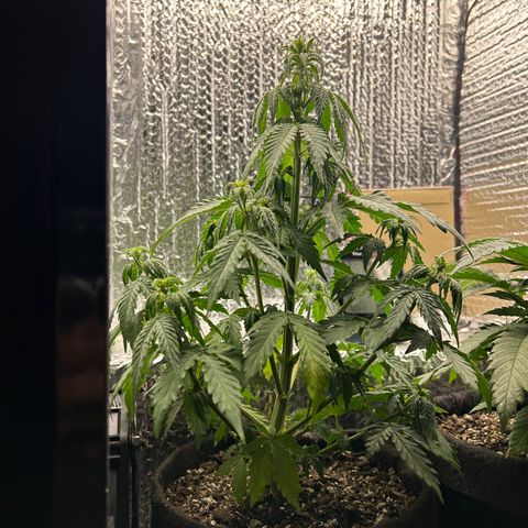Alaskan Diesel Auto growlog timeline photo