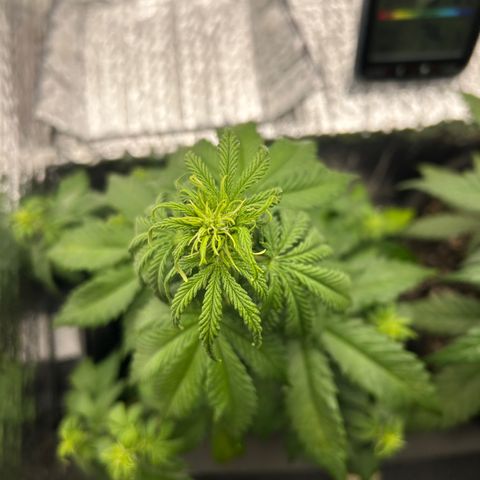 Alaskan Diesel Auto growlog timeline photo