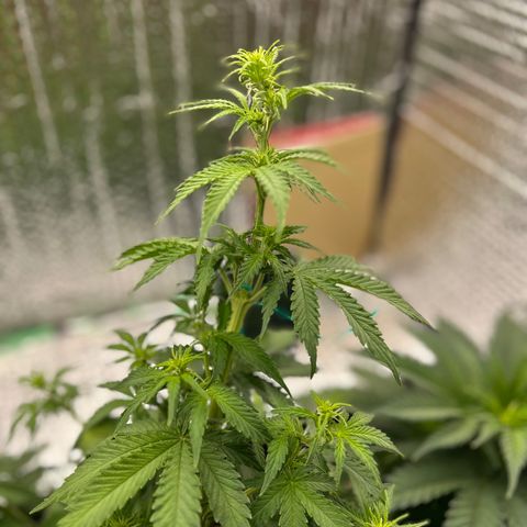 Alaskan Diesel Auto growlog timeline photo