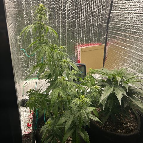 Alaskan Diesel Auto growlog timeline photo