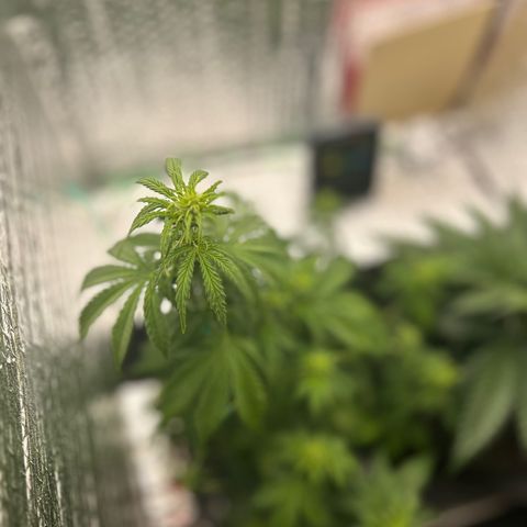 Alaskan Diesel Auto growlog timeline photo