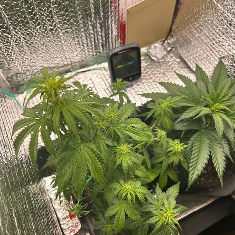 Alaskan Diesel Auto growlog timeline photo