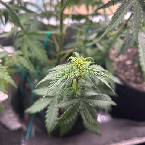 Alaskan Diesel Auto growlog timeline photo
