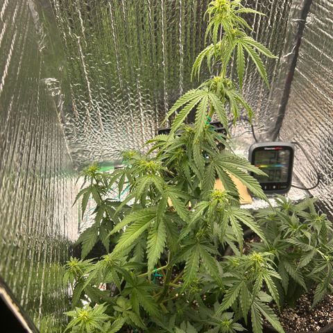 Alaskan Diesel Auto growlog timeline photo