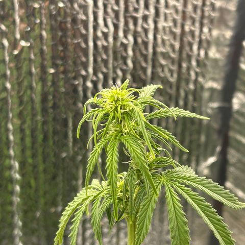 Alaskan Diesel Auto growlog timeline photo