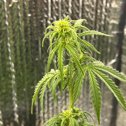 Alaskan Diesel Auto growlog timeline photo