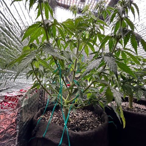 Alaskan Diesel Auto growlog timeline photo
