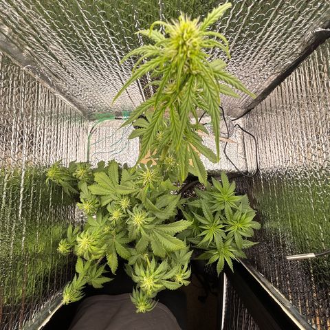 Alaskan Diesel Auto growlog timeline photo
