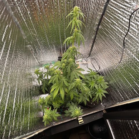 Alaskan Diesel Auto growlog timeline photo