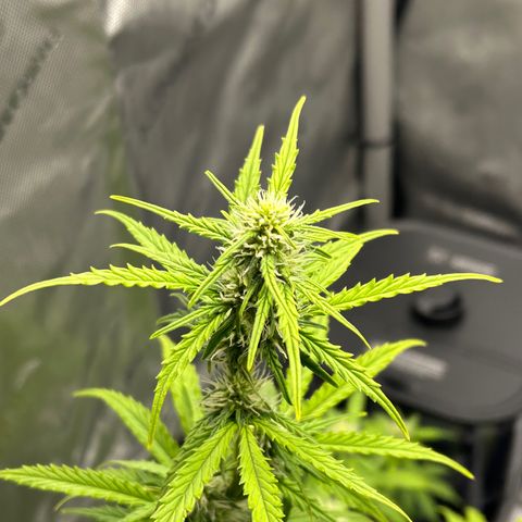 Alaskan Diesel Auto growlog timeline photo