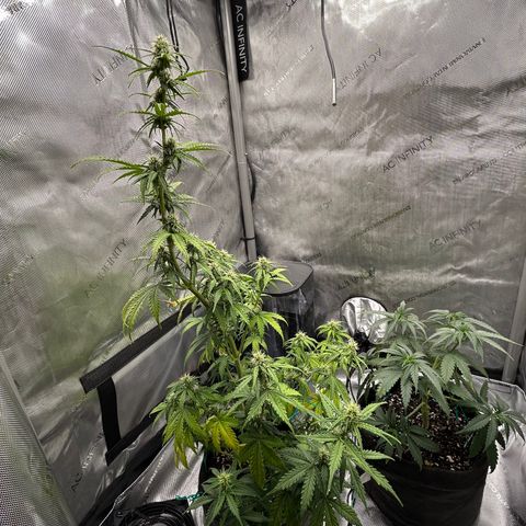 Alaskan Diesel Auto growlog timeline photo