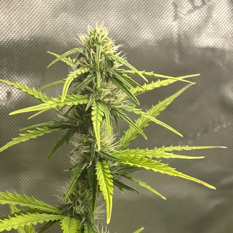 Alaskan Diesel Auto growlog photo: Run off @ 6.3
Watered w 6.7