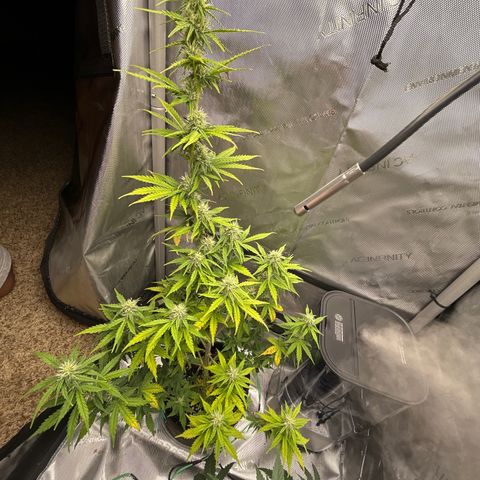 Alaskan Diesel Auto growlog photo: Run off @ 6.3
Watered w 6.7