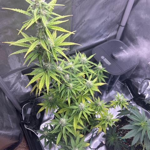 Alaskan Diesel Auto growlog photo: Run off @ 6.3
Watered w 6.7