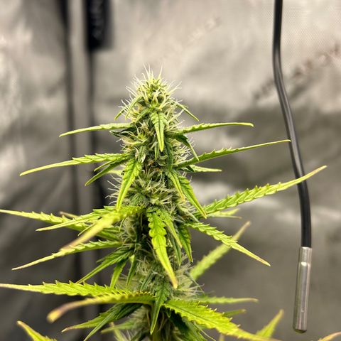 Alaskan Diesel Auto growlog timeline photo