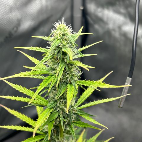 Alaskan Diesel Auto growlog timeline photo