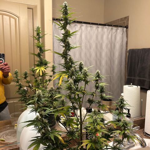Alaskan Diesel Auto growlog timeline photo