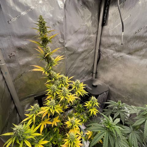 Alaskan Diesel Auto growlog timeline photo