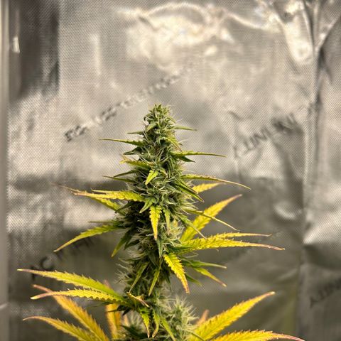 Alaskan Diesel Auto growlog timeline photo