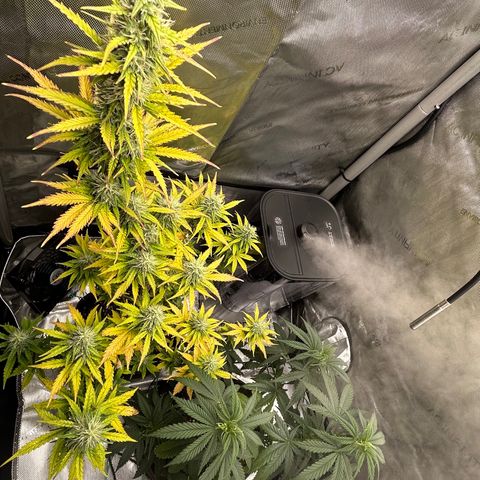 Alaskan Diesel Auto growlog timeline photo