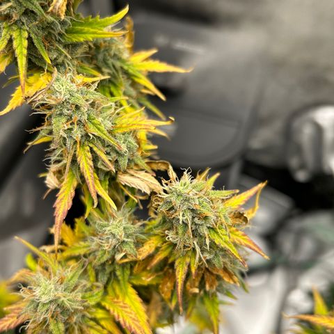 Alaskan Diesel Auto growlog timeline photo