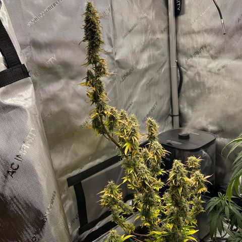 Alaskan Diesel Auto growlog timeline photo