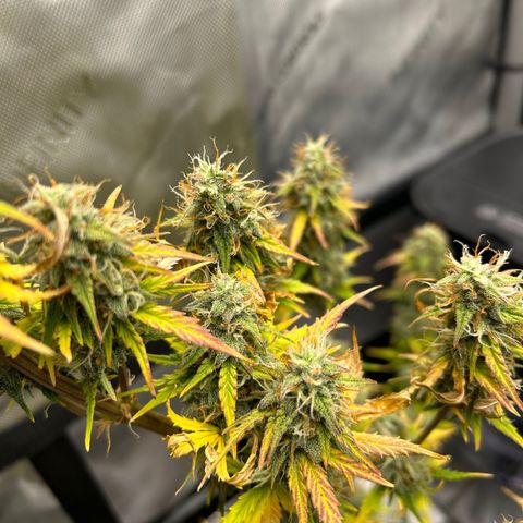 Alaskan Diesel Auto growlog timeline photo