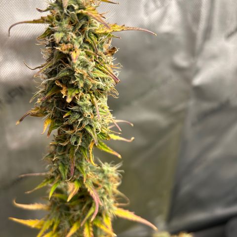 Alaskan Diesel Auto growlog timeline photo