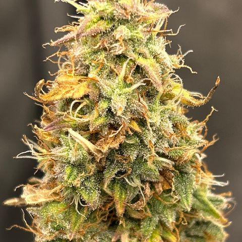 Alaskan Diesel Auto growlog timeline photo