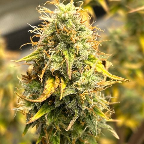 Alaskan Diesel Auto growlog timeline photo