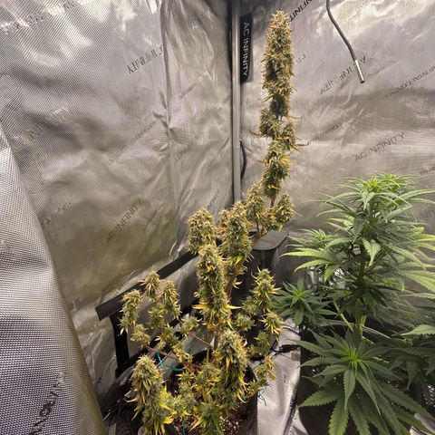 Alaskan Diesel Auto growlog timeline photo
