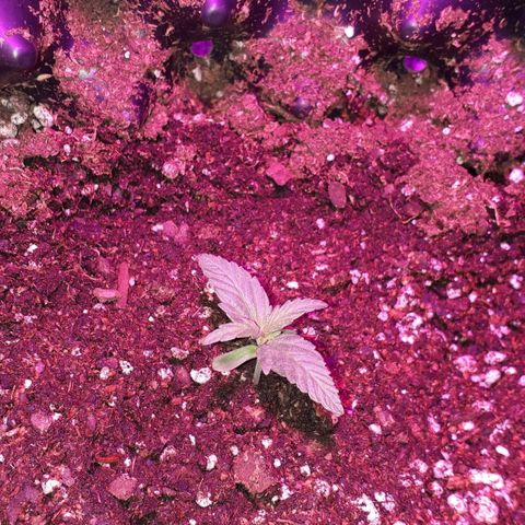 Northern Light 2 growlog timeline photo