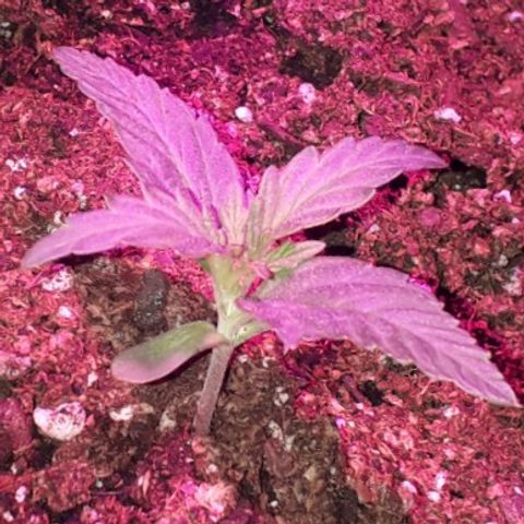 Northern Light 2 growlog timeline photo