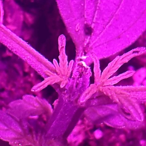 Northern Light 2 growlog timeline photo