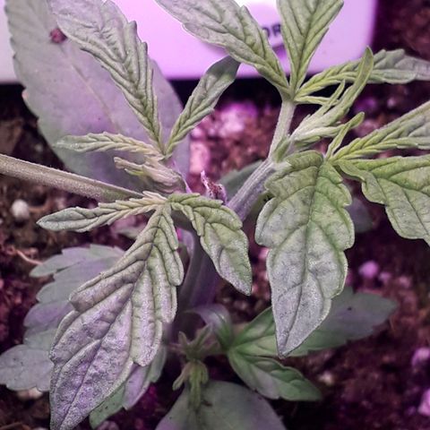 Northern Light 2 growlog timeline photo