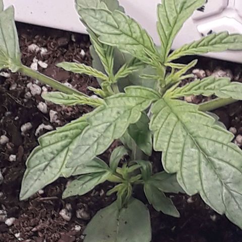 Northern Light 2 growlog timeline photo