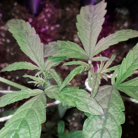 Northern Light 2 growlog timeline photo