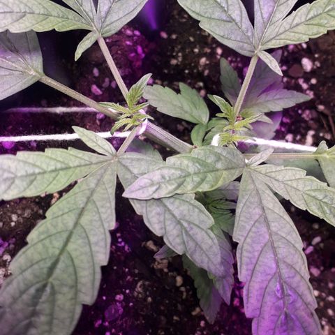Northern Light 2 growlog timeline photo