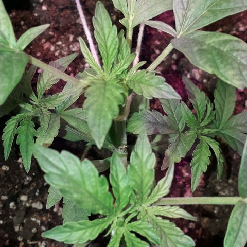Northern Light 2 growlog timeline photo